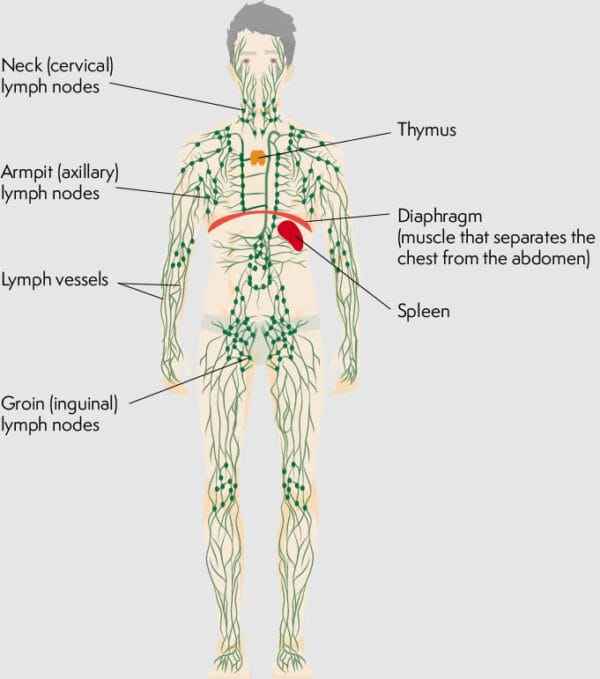 Diagram of the lymphatic system labeling the neck, armpit, and groin lymph nodes, thymus, spleen, diaphragm, and lymph vessels