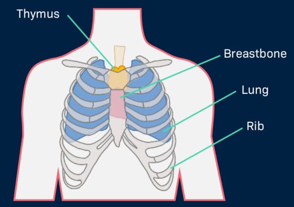 Diagram showing the thymus gland behind the breastbone within the rib cage