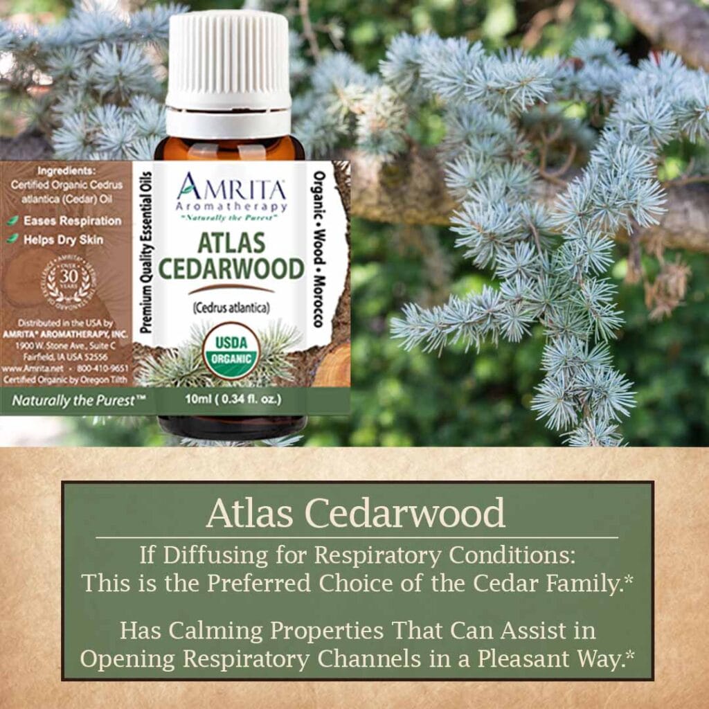 Amrita Atlas Cedarwood essential oil bottle set against blue cedar foliage, noting its respiratory and calming benefits