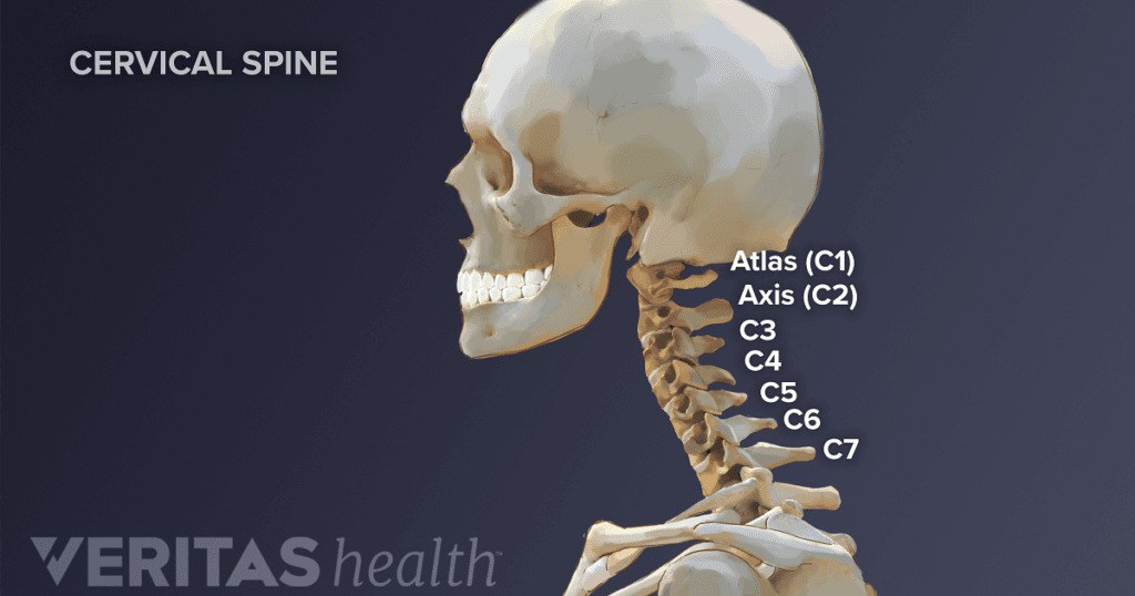 Labeled diagram of the cervical spine, showing vertebrae C1 (Atlas) through C7 on a skeleton