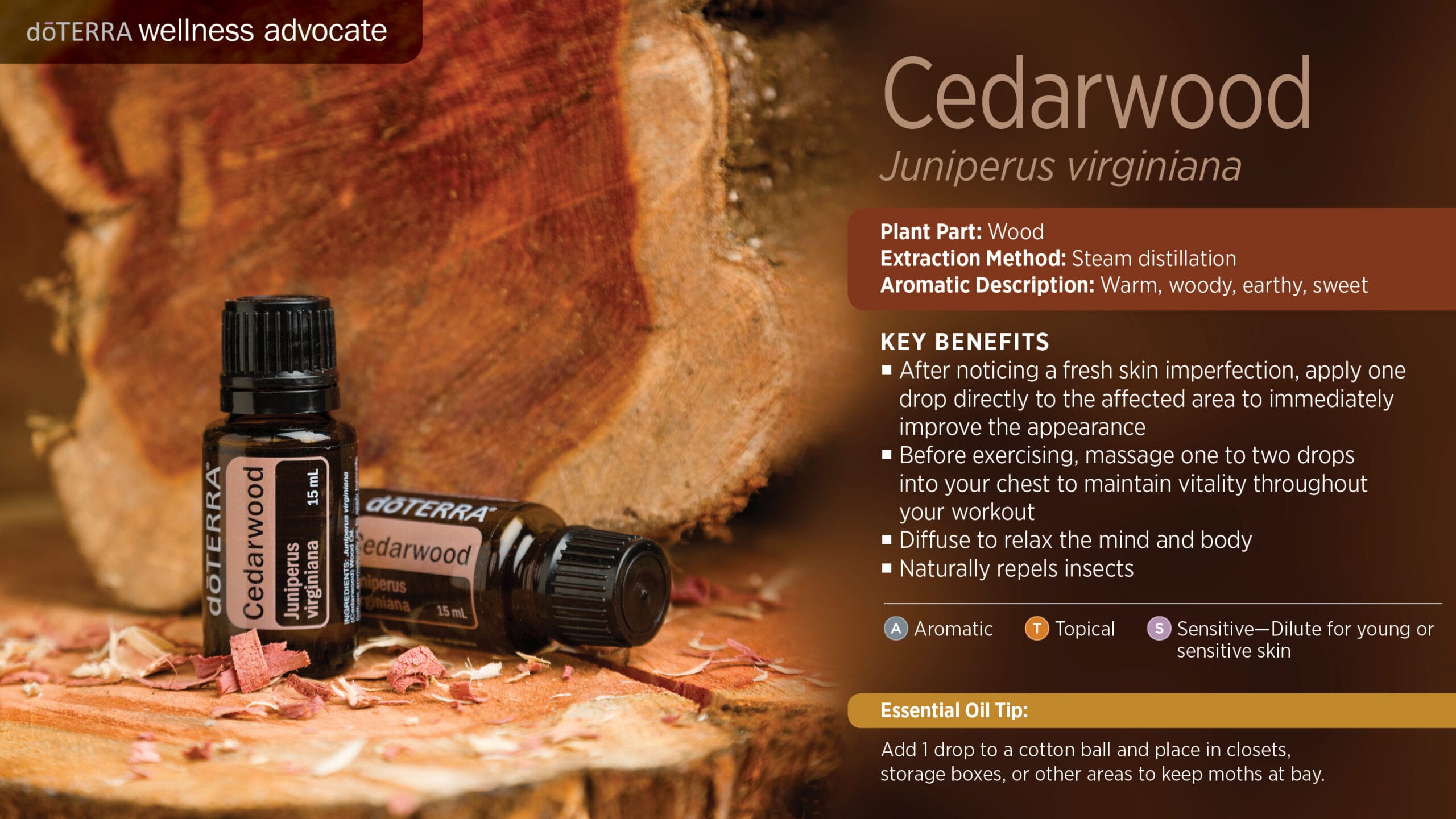 doTERRA Wellness Advocate infographic for Cedarwood essential oil, listing its plant part, extraction method, aromatic description, and key benefits