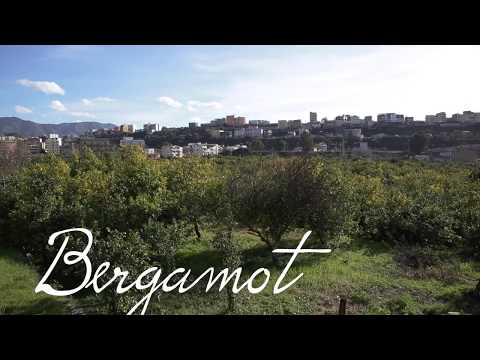Video thumbnail for the YouTube video ‘Sourcing doTERRA Lemon and Bergamot Essential Oil’