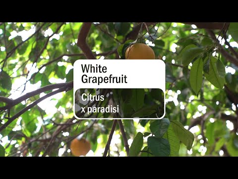 Video thumbnail for the YouTube video ‘White Grapefruit Essential Oil | doTERRA Behind the Bottle (Translated Subtitles)’