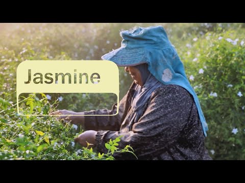 Video thumbnail for the YouTube video ‘doTERRA - Jasmine’