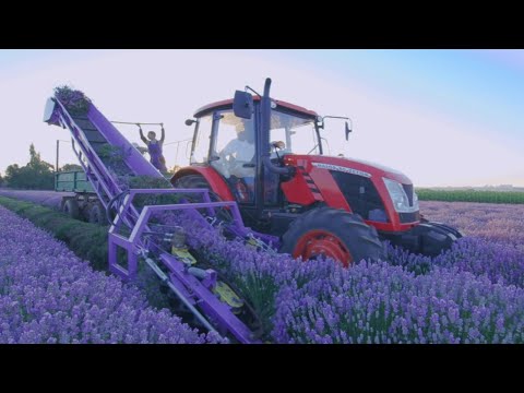 Video thumbnail for the YouTube video ‘Behind The Bottle | Lavender’