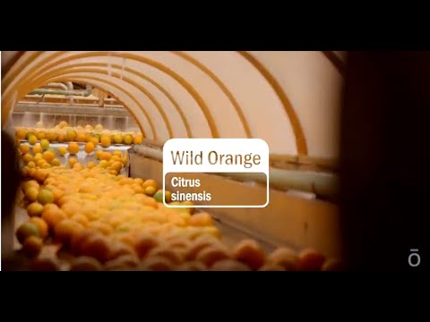 Video thumbnail for the YouTube video ‘Wild Orange Essential Oil | doTERRA Behind the Bottle: Episode 16’
