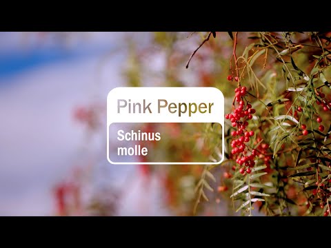 Video thumbnail for the YouTube video ‘Pink Pepper Essential Oil | doTERRA Behind the Bottle: Episode 20’