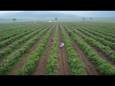 Video thumbnail for the YouTube video ‘Behind The Bottle | Rose’