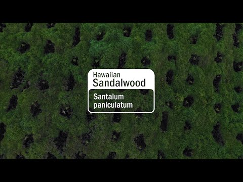 Video thumbnail for the YouTube video ‘Behind The Bottle | Hawaiian Sandalwood’