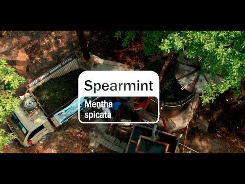 Video thumbnail for the YouTube video ‘Spearmint Essential Oil | doTERRA Behind the Bottle: Episode 19’