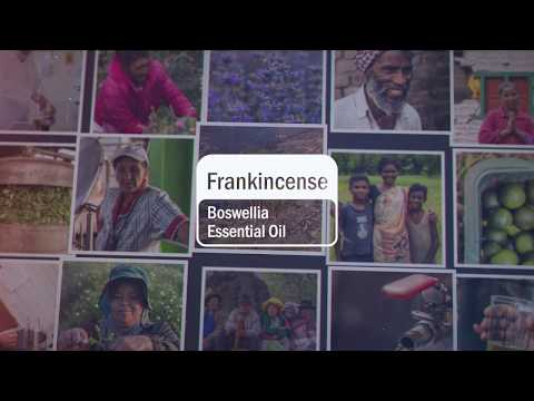 Video thumbnail for the YouTube video ‘Frankincense Essential Oil | doTERRA Behind the Bottle: Episode 9’