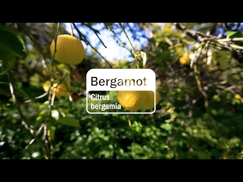 Video thumbnail for the YouTube video ‘Bergamot Essential Oil | doTERRA Behind the Bottle: Episode 12’