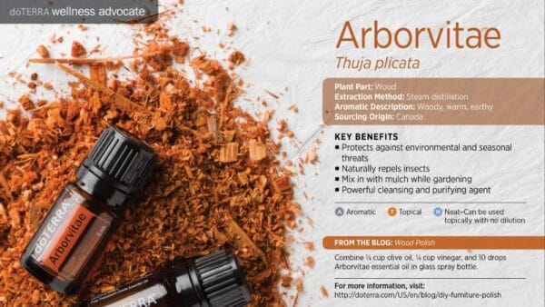 doTERRA Wellness Advocate infographic for Arborvitae essential oil, listing its plant part, extraction method, aromatic description, and key benefits