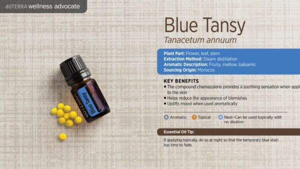 doTERRA Wellness Advocate infographic for Blue Tansy essential oil, listing its plant part, extraction method, aromatic description, and key benefits
