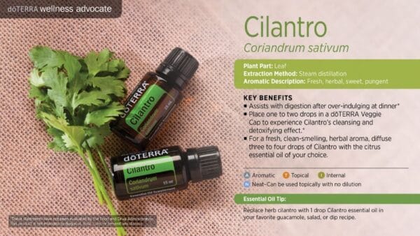 doTERRA Wellness Advocate infographic for Cilantro essential oil, listing its plant part, extraction method, aromatic description, and key benefits