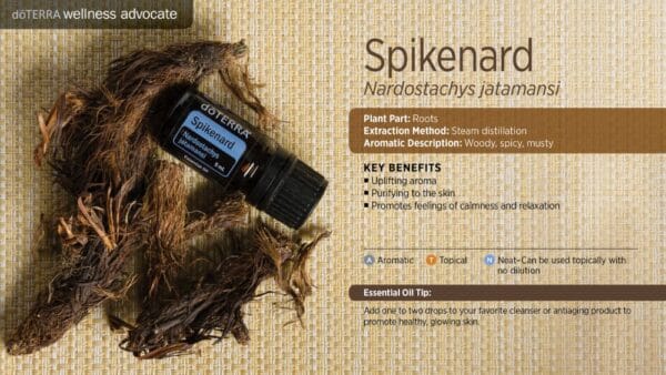 doTERRA Wellness Advocate infographic for Spikenard essential oil, listing its plant part, extraction method, aromatic description, and key benefits