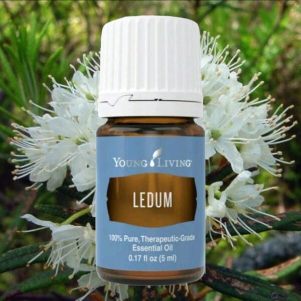 Young Living Ledum 5 mL essential oil bottle in front of blooming white ledum flowers