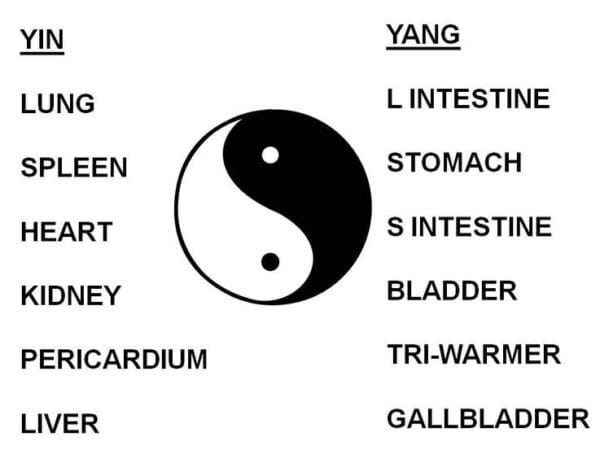 Chart pairing the yin organs (lung, spleen, heart, kidney, pericardium, liver) with their yang counterparts (large intestine, stomach, small intestine, bladder, triple-warmer, gallbladder) beside a yin-yang symbol