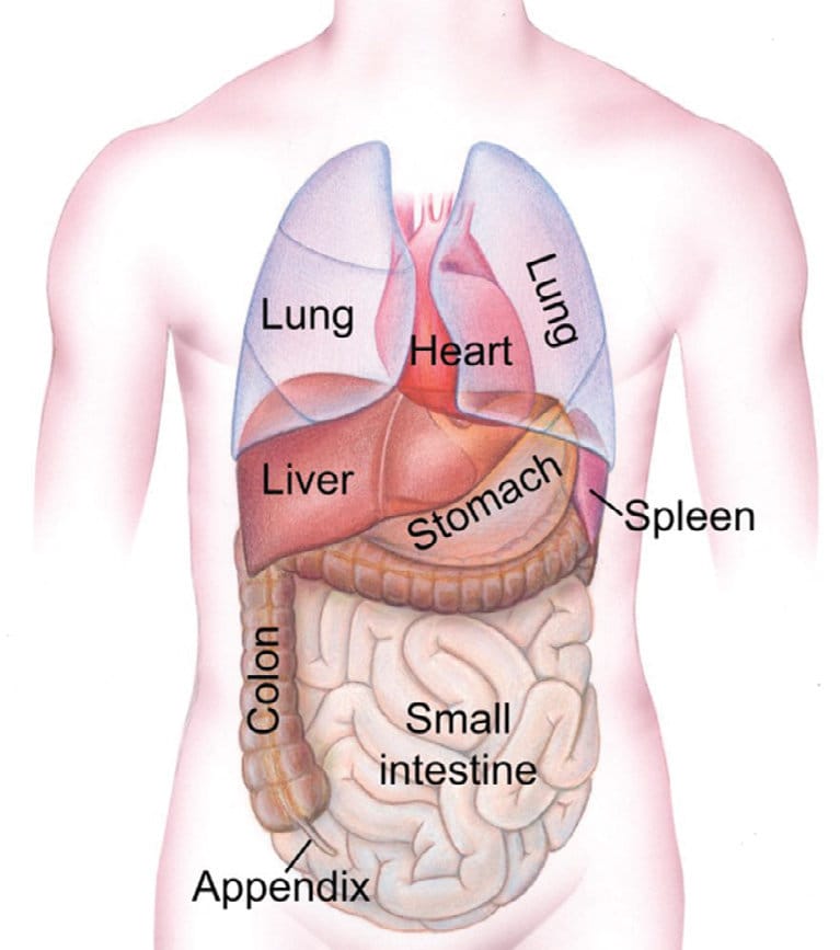 Anatomical diagram of the torso labeling the lungs, heart, liver, stomach, spleen, colon, small intestine, and appendix