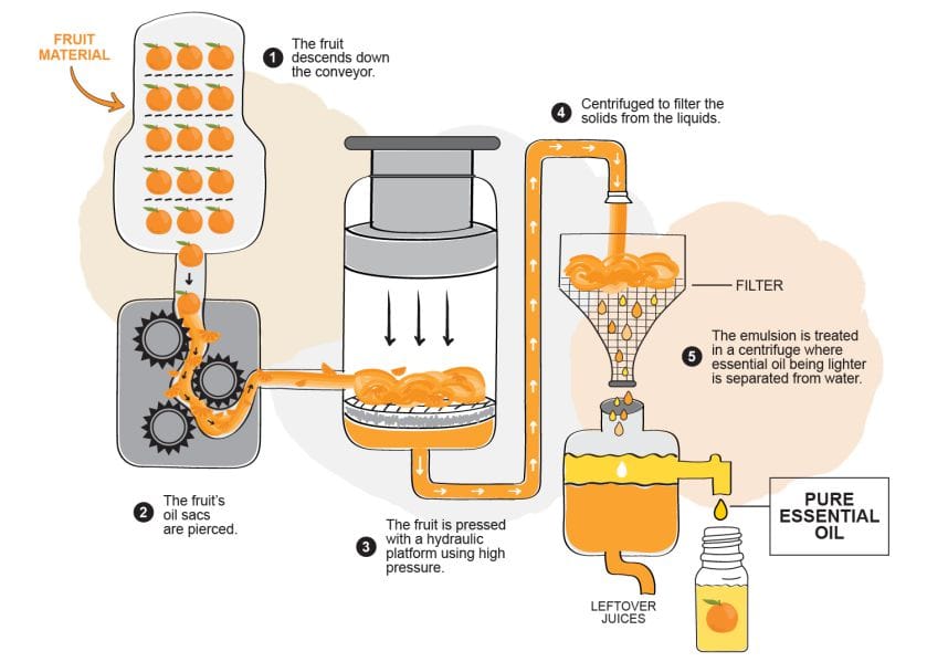 Illustrated five-step diagram of cold-press extraction of citrus essential oil, from piercing the fruit’s oil sacs to centrifuging out pure essential oil
