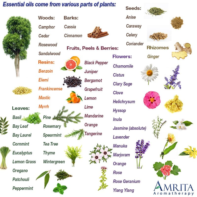 Amrita Aromatherapy infographic showing which plant parts essential oils come from — woods, barks, seeds, rhizomes, resins, fruits and peels, leaves, and flowers