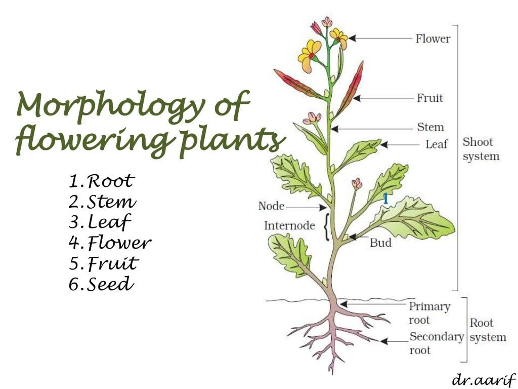 Diagram of the morphology of a flowering plant, labeling the root, stem, leaf, flower, fruit, and seed