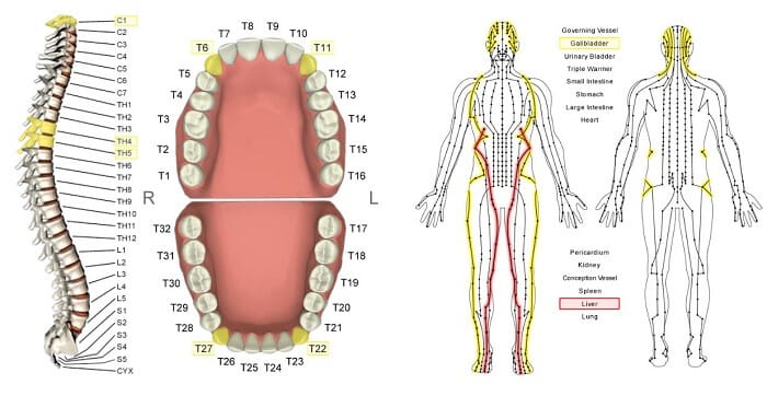 Composite chart linking the spinal vertebrae, a tooth chart, and body meridian lines, with the liver and gallbladder meridians highlighted