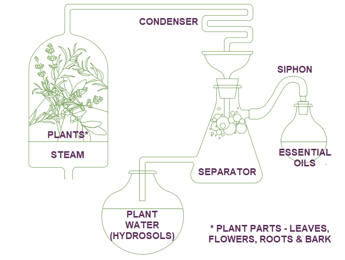 Line diagram of steam distillation showing plants and steam passing through a condenser and separator to yield essential oils and plant-water hydrosols