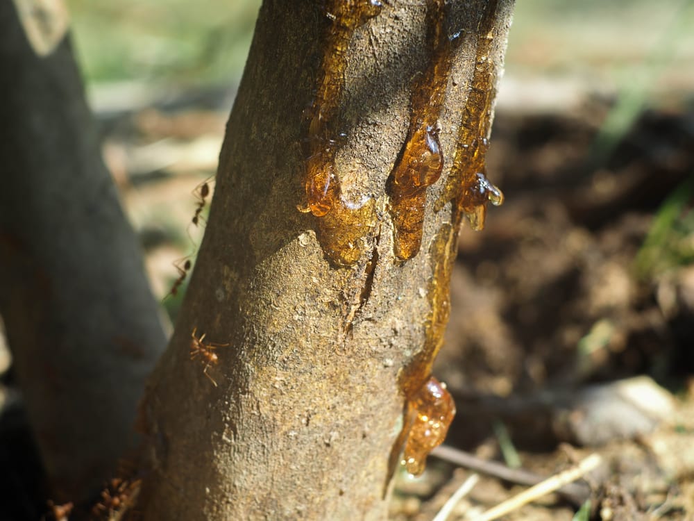 Close-up of amber resin sap oozing down a tree trunk with ants crawling on the bark