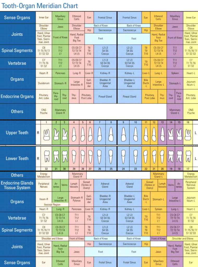 Tooth-organ meridian chart mapping each tooth to its associated organs, glands, vertebrae, and joints