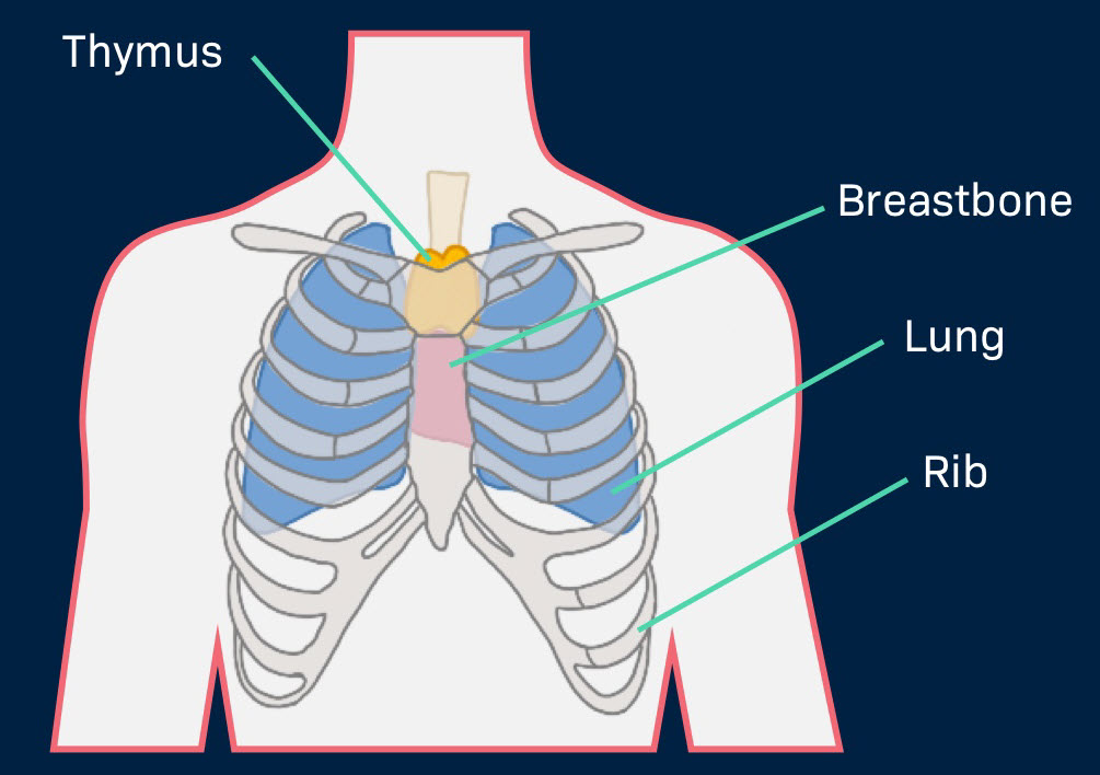 Where the thymus sits — right behind the top of the breastbone, just below the collarbones