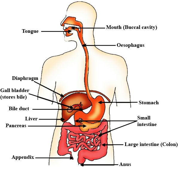 Where your liver sits — right side, just under the rib cage — and the digestive tract it works with