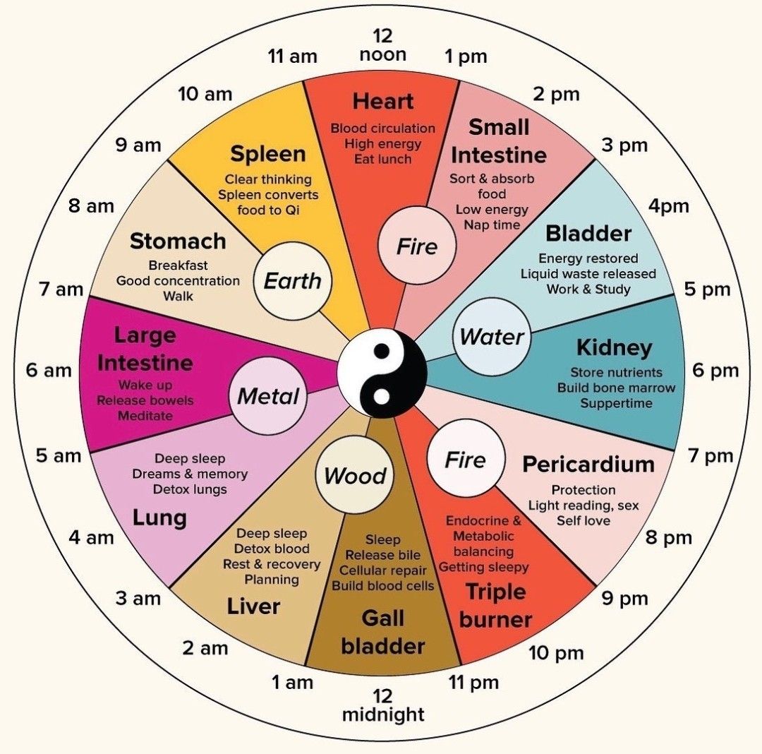 The traditional Chinese medicine body clock — the liver’s window is 1–3 a.m.