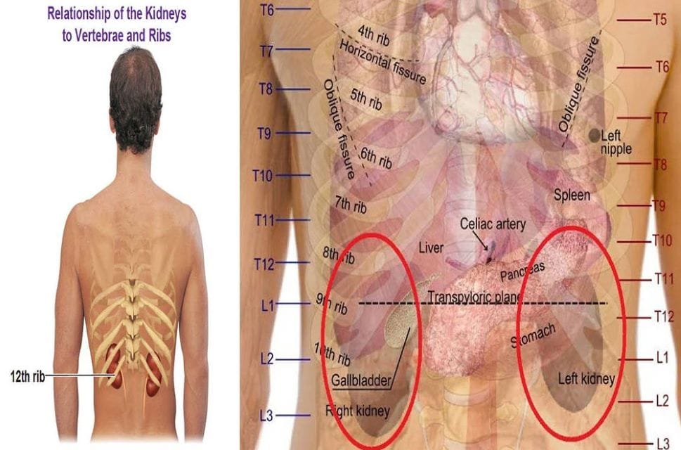 Anatomical diagram showing the location of the kidneys relative to the vertebrae and ribs