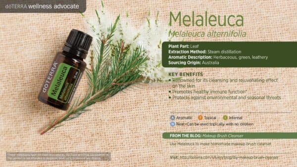 doTERRA Wellness Advocate infographic for Melaleuca essential oil, listing its plant part, extraction method, aromatic description, and key benefits