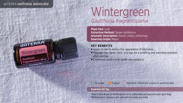 doTERRA Wellness Advocate infographic for Wintergreen essential oil, listing its plant part, extraction method, aromatic description, and key benefits