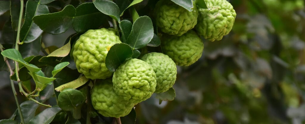 Green bergamot citrus fruits ripening on the tree among glossy leaves