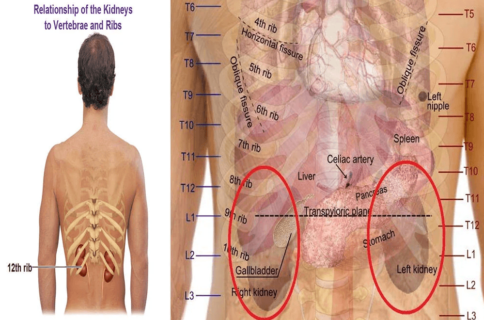 Anatomical diagram showing the location of the kidneys relative to the vertebrae and ribs