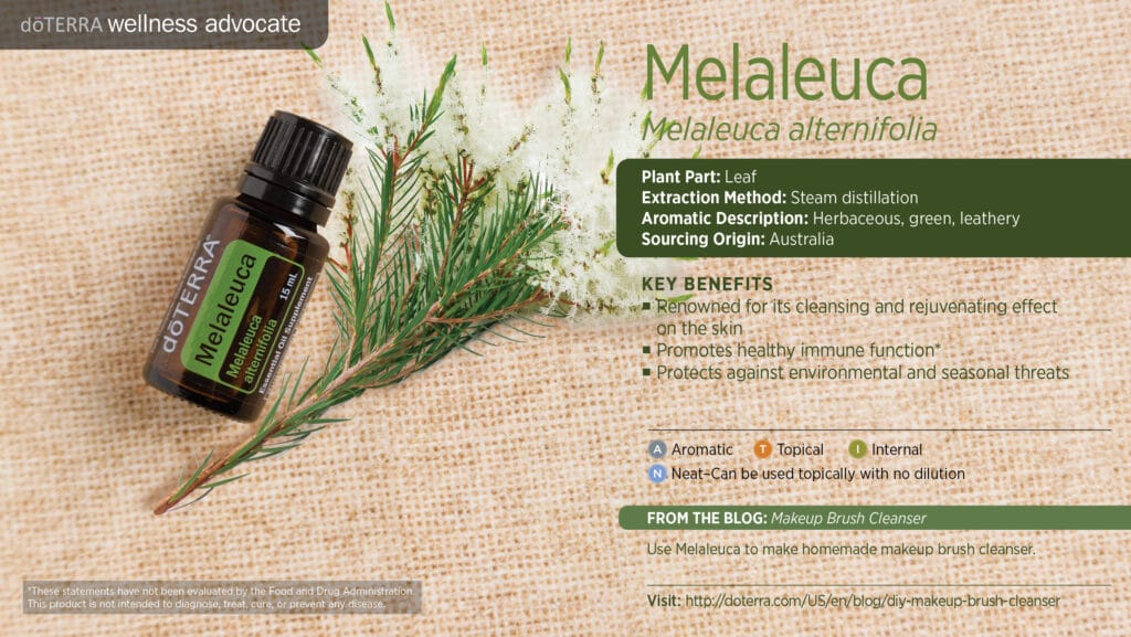 doTERRA Wellness Advocate infographic for Melaleuca essential oil, listing its plant part, extraction method, aromatic description, and key benefits