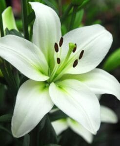 Close-up of a white lily flower in bloom