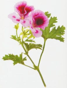 Botanical illustration of a flowering geranium plant from the 6th edition of Modern Essentials