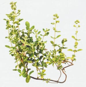 Botanical illustration of a marjoram plant from the 6th edition of Modern Essentials