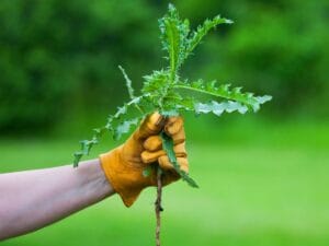 Gloved hand pulling a dandelion weed, roots and all, from the ground