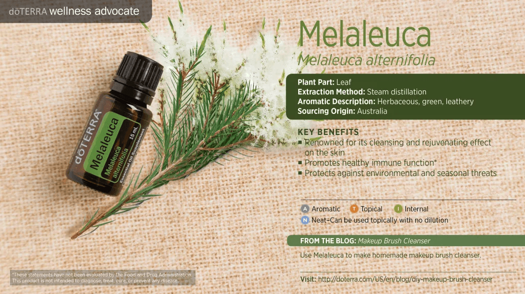 doTERRA Wellness Advocate infographic for Melaleuca (Tea Tree) essential oil, listing its plant part, extraction method, aromatic description, and key benefits