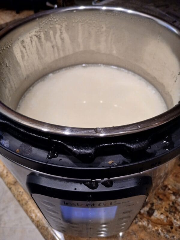 First batch of homemade L. reuteri yogurt setting in the stainless steel inner pot of an Instant Pot