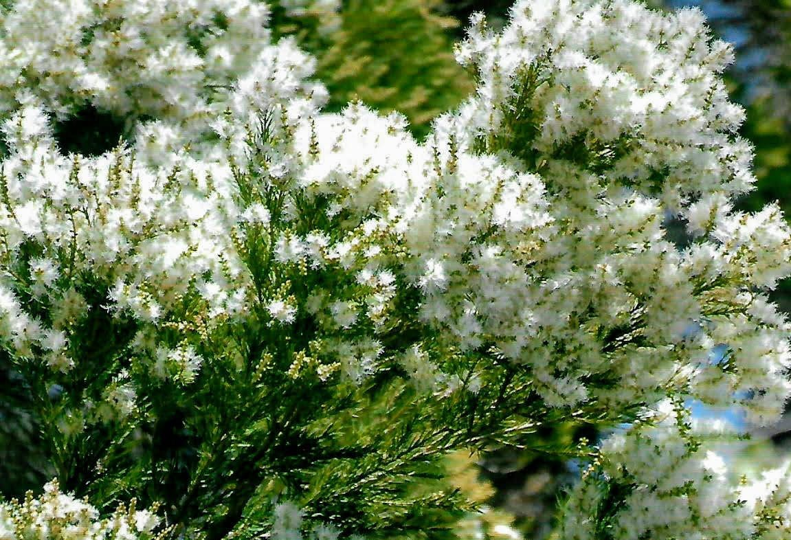 Tea Tree