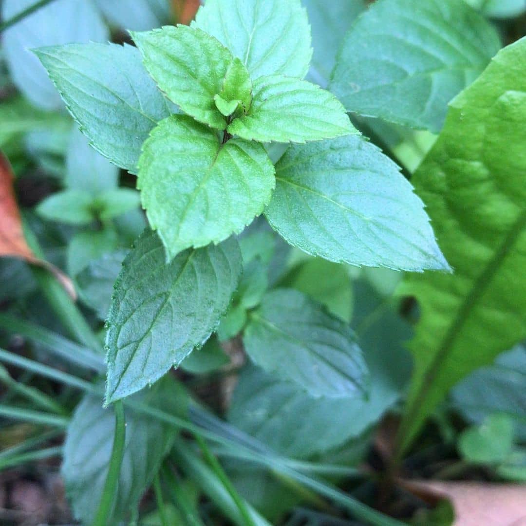 Peppermint