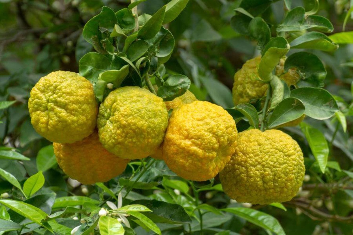 Bergamot Essential Oil from Plant Therapy - 500g - Image 6