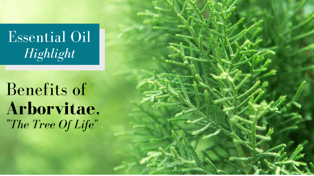 Arborvitae Essential Oil by doTERRA - 5ml - Image 5