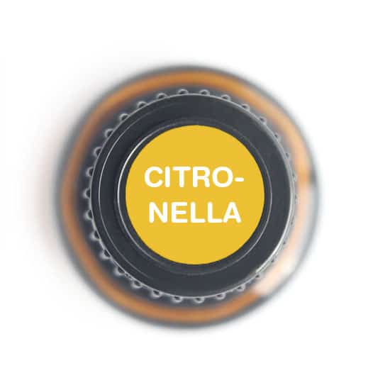 Citronella Essential Oil by Nature's Fusions - 15ml - Image 4